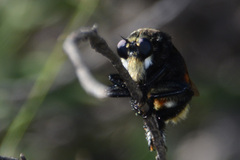 Mallophora ruficauda