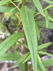 Cassinia aureonitens