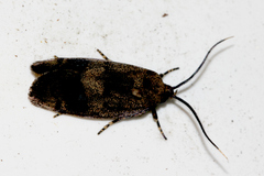 Pycnocera hypoxantha