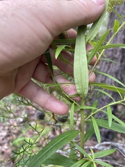Cassinia aureonitens