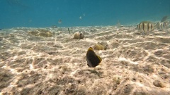Chaetodon flavirostris