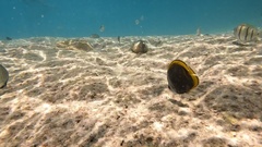 Chaetodon flavirostris
