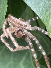 Neosparassus calligaster