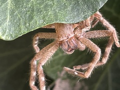 Neosparassus calligaster