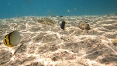 Chaetodon flavirostris
