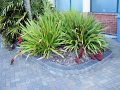 Xeronema callistemon