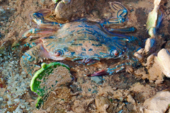 Thalamitinae