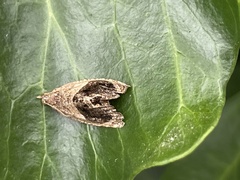 Acroceuthes metaxanthana