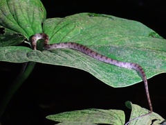 Leptodeira
