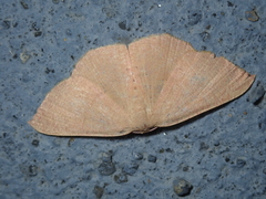 Cyclophora ruficiliaria
