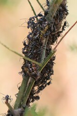 Jalmenus evagoras