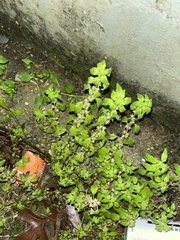 Parietaria floridana
