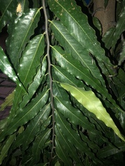 Annonaceae