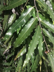 Annonaceae