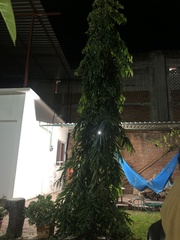 Annonaceae