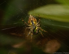 Salsa brisbanae
