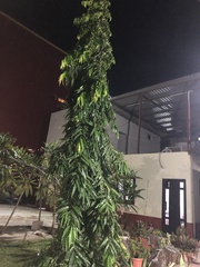 Annonaceae