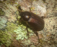 Colobostoma inusitatus