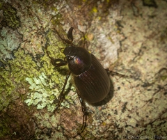 Colobostoma inusitatus