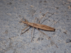 Sastrapada baerensprungi