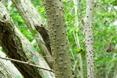 Zanthoxylum schreberi