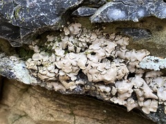 Dermatocarpon muhlenbergii