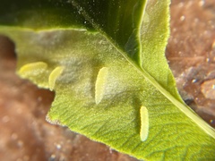 Monarthropalpus flavus