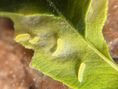 Monarthropalpus flavus