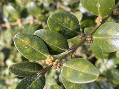 Monarthropalpus flavus