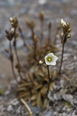 Gentianella bellidifolia