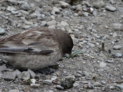 Leucosticte brandti