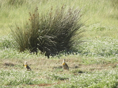 Colaptes campestris campestroides