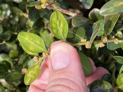 Monarthropalpus flavus