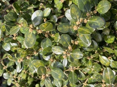 Monarthropalpus flavus