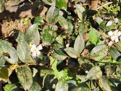 Camellia sinensis