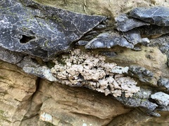 Dermatocarpon muhlenbergii