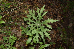 Psacalium peltatum