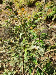 Camellia sinensis