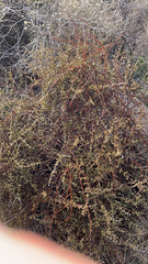 Phoradendron californicum