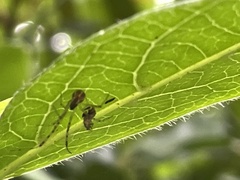 Theridion pyramidale
