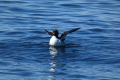 Uria aalge hyperborea