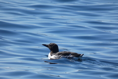 Uria aalge hyperborea