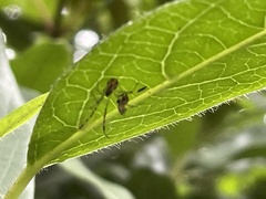 Theridion pyramidale