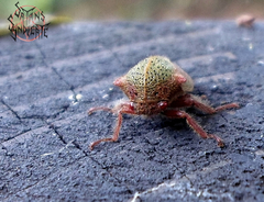 Metcalfiella vicina