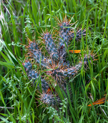 Cylindropuntia prolifera