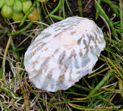 Cellana strigilis