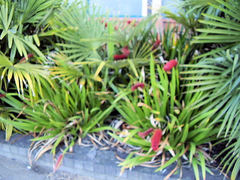 Xeronema callistemon