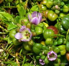 Gentianella cerina
