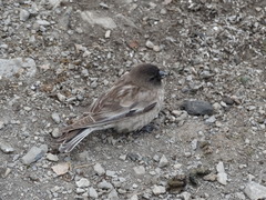 Leucosticte brandti