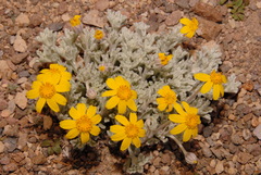 Eriophyllum lanatum integrifolium